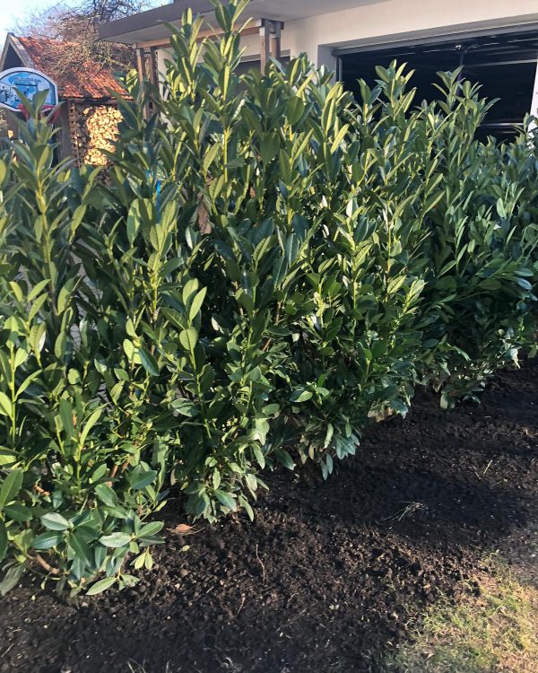 TS Dienstleistungen Sichtschutz